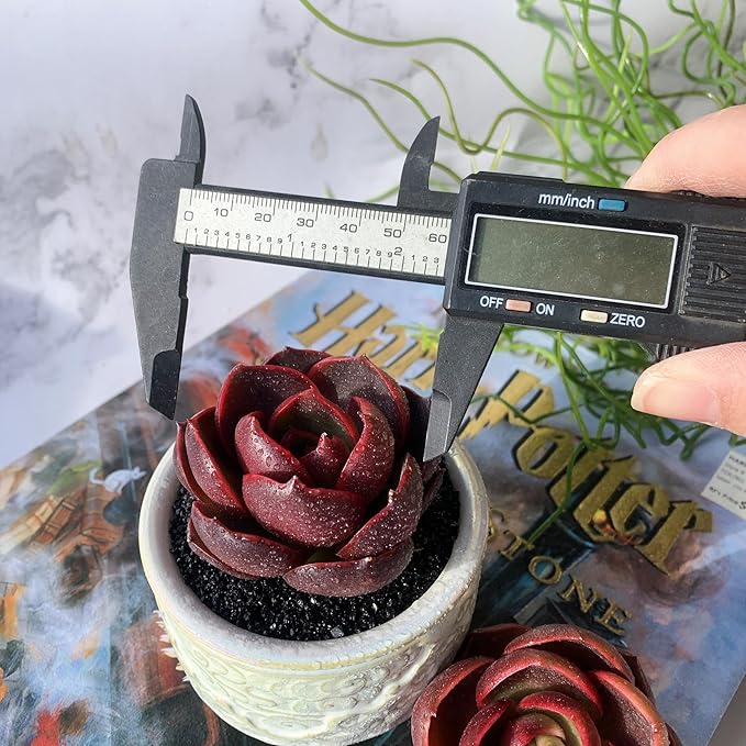 Echeveria Red Lantern Rare Live Succulent Plants, 1 Head 3.6" Red, Bare Root Without Pot & Soil, Garden Indoor Office Desk Baby Shower Decoration, Friend Plant Lovers Gifts