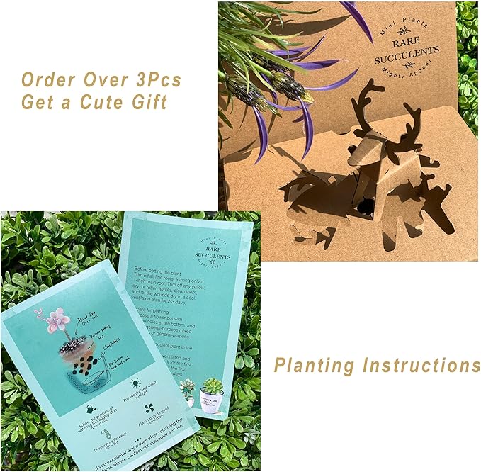 Sedum Clavatum Rare Live Succulent Plants, Cluster 3" Orange Green, Bare Root Without Pot & Soil, Garden Indoor Office Desk Baby Shower Decoration, Friend Plant Lovers Gifts