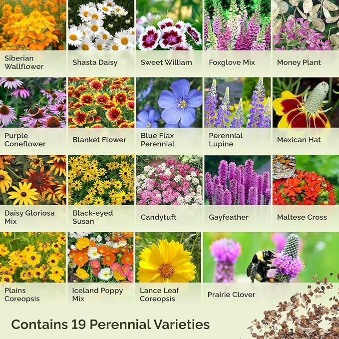 Eden Brothers All Perennial Wildflower Mixed Seeds for Planting, 5 lb, 2,400,000+ Seeds with Lupine, Shasta Daisy| Attracts Pollinators, Plant in Spring or Fall, Zones 3, 4, 5, 6, 7, 8, 9, 10
