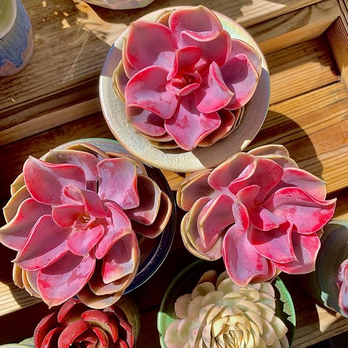 Echeveria Rainbow Variegated Rare Live Succulent Plants, Pink 1 Head 3.5" Live Plant, Package Without Pot & Soil, Garden Indoor Office Desk, Wedding Party Baby Shower Decoration, Friend Lovers Gifts