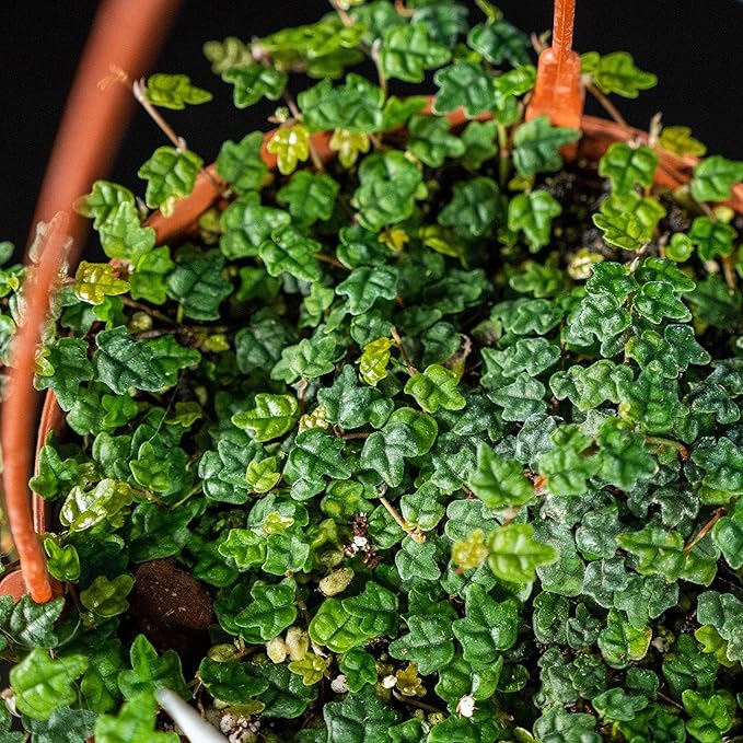 Ficus Pumila Quercifolia | 40 Live Plants | Oak Leaf Creeping Fig, Easy-Care Indoor/Outdoor Trailing Vine Plant, Perfect for Walls and Ground Cover