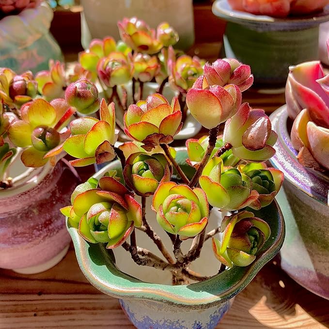 Aeonium saundersii Pinheads Rare Live Succulent Plants, Pink Cluster 3.5" Live Plant, Package Without Pot Soil, Garden Indoor Office Desk Wedding Party Baby Shower Decoration, Friend Plant Lovers Gift