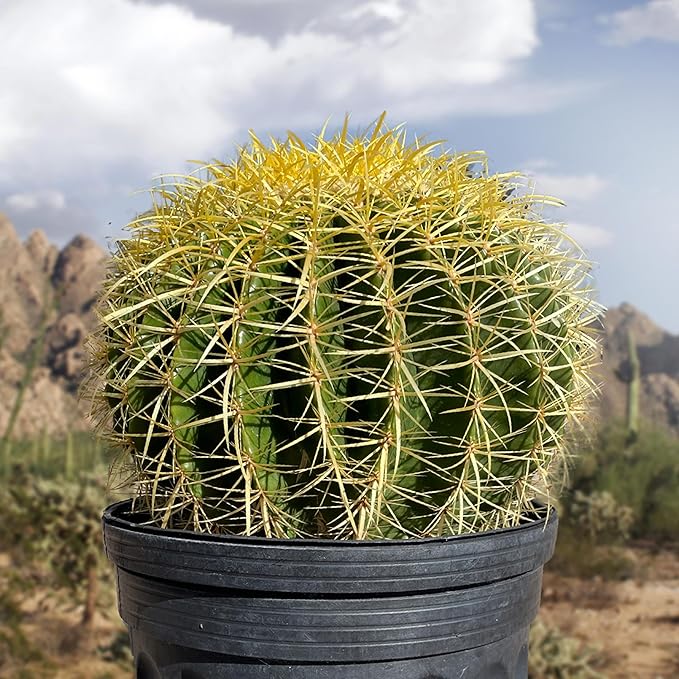 Cactus Outlet - Golden Barrel Cactus Plant - Barrel Cactus Plants Live - 10 Gal (12x17) - Landscape Ready Barrel Cactus Plants Live Delivered Right to Your Door - Live Plants Outdoor