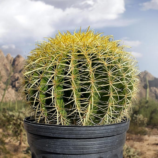Cactus Outlet - Golden Barrel Cactus Plant - Barrel Cactus Plants Live - 10 Gal (12x17) - Landscape Ready Barrel Cactus Plants Live Delivered Right to Your Door - Live Plants Outdoor