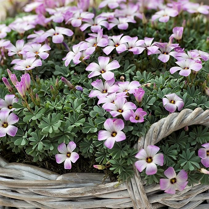 Easy to Grow Oxalis 'Silver Shamrock' Plant Bulbs (20 Pack) - Silver-Green Foliage & Pink Flowering Blooms in Summer Gardens