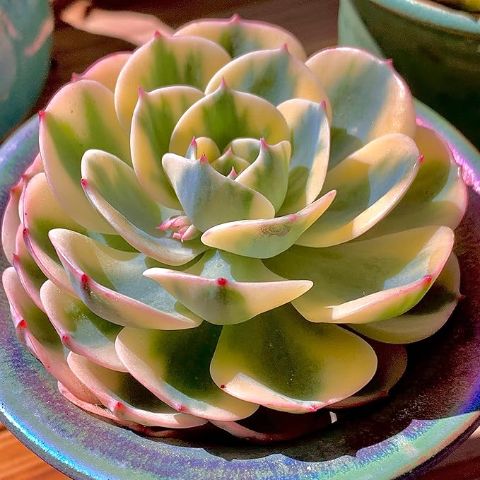 Echeveria Secunda VAR. Glauca Variegated Rare Live Succulent Plants, Green 1 Head 3.5" Live Plant, Package Without Pot & Soil, Garden Indoor Office Desk, Wedding Party Decoration, Friend Lovers Gifts
