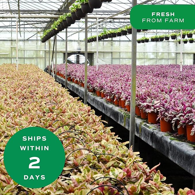 Costa Farms Amaryllis Live Plant in Bulb, Easy to Maintain Flowering Indoor Houseplant, Perfect for Christmas, Holiday Room Decor, Great House Warming or Birthday Gift