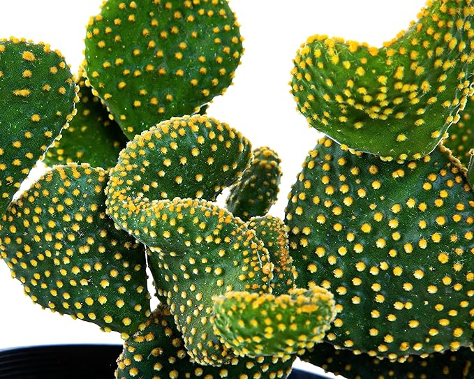 Cactus Outlet - Opuntia Microdasys Prickly Pear Cactus Plants Live - Live Cactus Plants - Opuntia Microdasys - Prickly Pear Plant Live - Landscape Ready Cactus Plants Live Delivered Right To Your Door