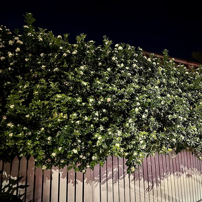 Night Blooming Jasmine Live Plant - Cestrum Nocturnum. Fragrant Flowering Shrub for Garden, Patio or Window (4 ngt.jas sacs)