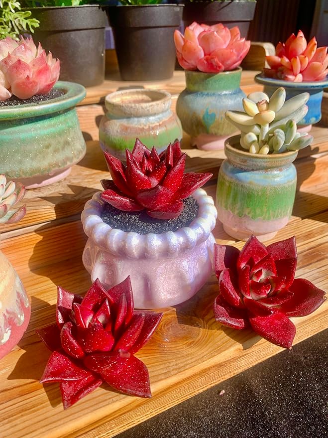 Echeveria Agavoides v Romeo Rubin Rare Live Succulent Plants, Red 1 Head 2.5" Live Plant, Package Without Pot Soil, Garden Indoor Office Desk, Wedding Party Baby Shower Decoration, Plant Lovers Gifts