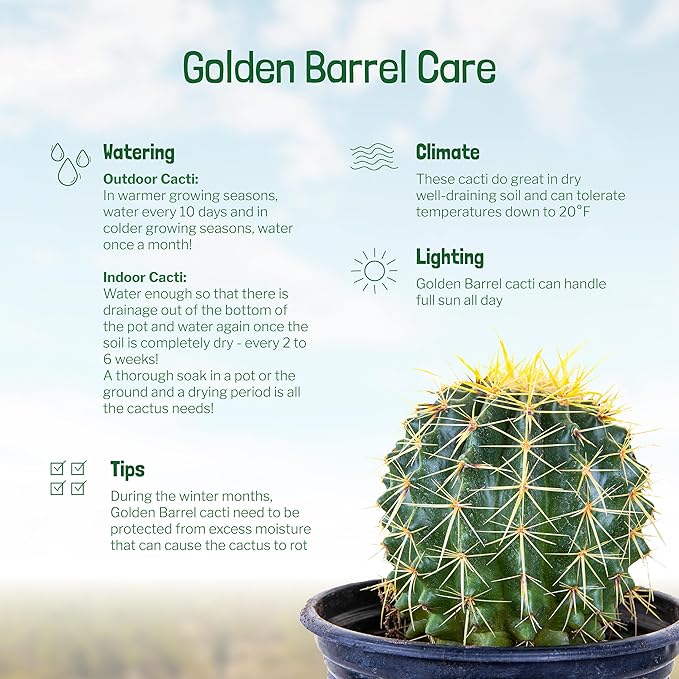 Cactus Outlet- Golden Barrel Cactus Plant - Live Cactus Plants - Barrel Cactus Plants Live - 1 Gal - Landscape Ready Barrel Cactus Plants Live Delivered Right to Your Door - Live Plants Outdoor