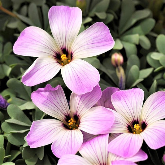 Easy to Grow Oxalis 'Silver Shamrock' Plant Bulbs (20 Pack) - Silver-Green Foliage & Pink Flowering Blooms in Summer Gardens