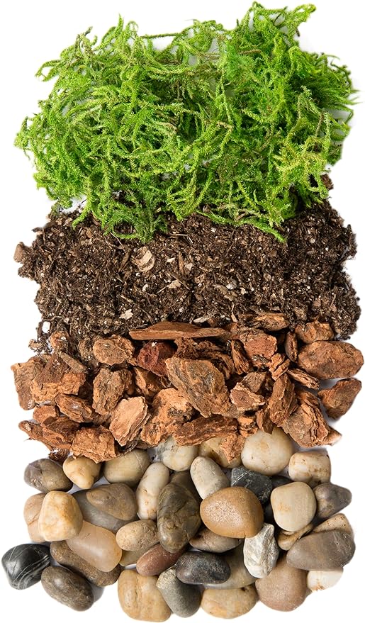 Portland Terrarium kit - DIY Mason Jar Terrarium Kit