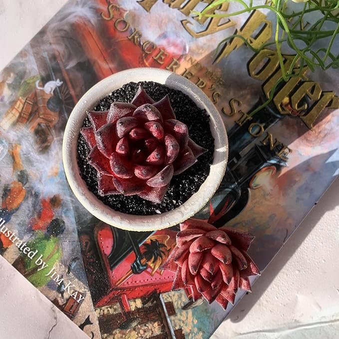 Echeveria Agavoides Romeo Rare Live Succulent Plants, 1 Head 2.5" Bare Root Without Pot & Soil, Garden Indoor Office Desk Baby Shower Decoration, Friend Plant Lovers Gifts