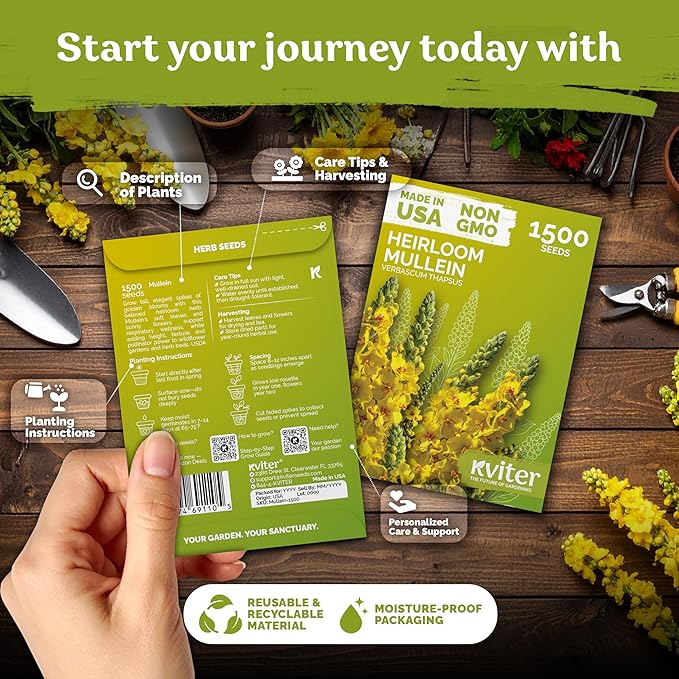 KVITER 1,500 Mullein Seeds for Planting (Verbascum Thapsus) – Mullein Herb, Heirloom Seed Non GMO Organic – Ideal for Herb Garden – US Grown Herbs Flower Seeds