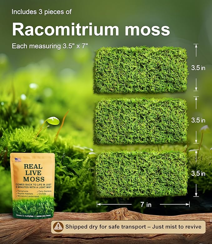 Live Moss – Racomitrium Moss (3 Sheets, Each Approx. 3.5"x7") for Terrariums, Moss Balls, Vertical Decor & Natural Plant Layouts – Naturally Grown, Reusable, Not Artificial
