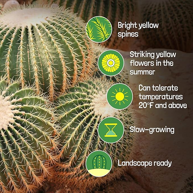 Cactus Outlet - Golden Barrel Cactus Plant - Live Cactus Plants - Barrel Cactus Plants Live - 10 Gal - Landscape Ready Barrel Cactus Plants Live Delivered Right to Your Door - Live Plants Outdoor