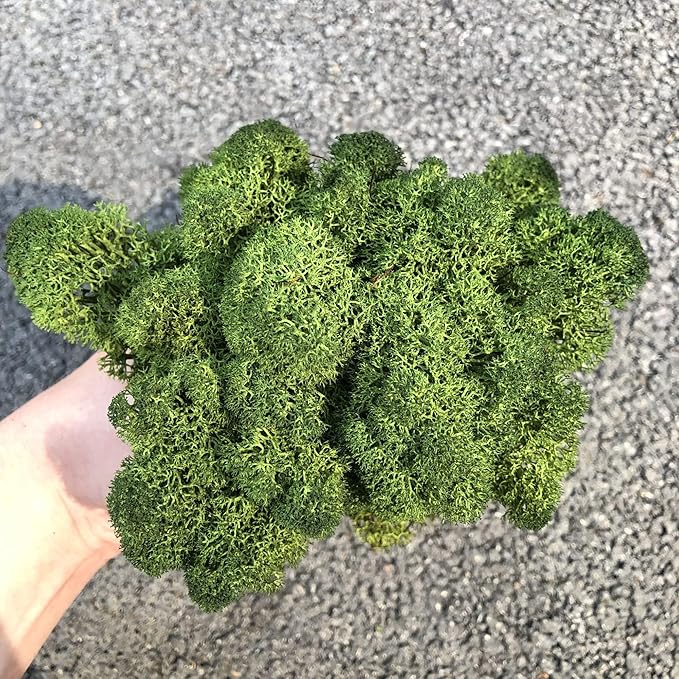 Preserved Reindeer Moss Natural Green DIY Kit Gardenning Art Wall Decor Florist Decor Easter Table Decor Wedding