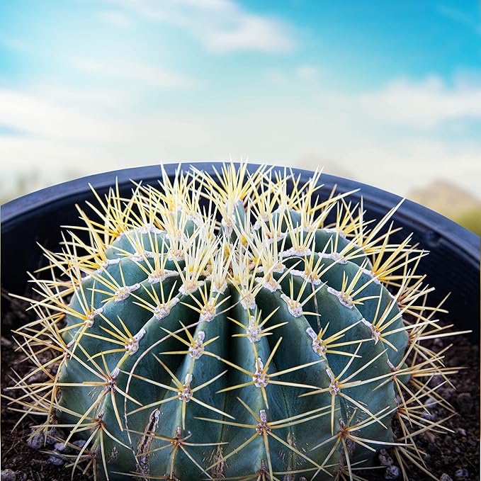 Cactus Outlet - Ready to Plant Blue Barrel Cactus - Live Cactus Plants - Barrel Cactus Plants Live - Landscape Ready Barrel Cactus Plants Live Delivered Right to Your Door - Live Plants Outdoor