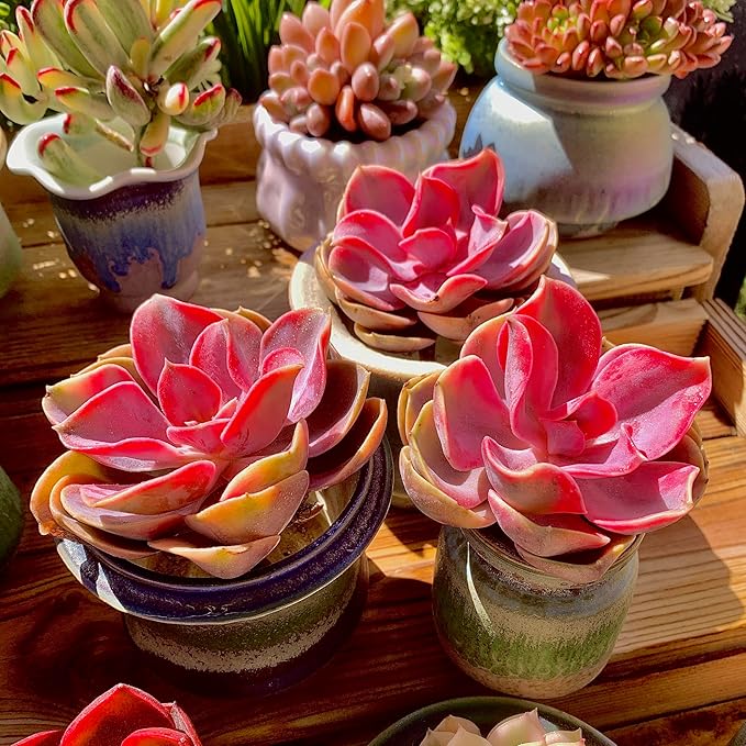 Echeveria Rainbow Variegated Rare Live Succulent Plants, Pink 1 Head 3.5" Live Plant, Package Without Pot & Soil, Garden Indoor Office Desk, Wedding Party Baby Shower Decoration, Friend Lovers Gifts