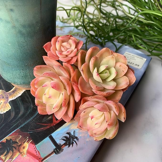 Echeveria Silk Veil Rare Live Succulent Plants, Cluster 3.5" Bare Root Without Pot & Soil, 1/3/7 Pcs, Garden Indoor Office Desk Baby Shower Decoration, Friend Plant Lovers Gifts