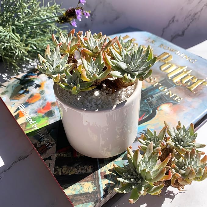 Dudleya Gnoma S.W.McCabe Rare Live Succulent Plants, 5-7 Heads 3.5" Bare Root Without Pot & Soil, Garden Indoor Office Desk Baby Shower Decoration, Friend Plant Lovers Gifts