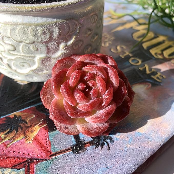 Echeveria Snow Lotus Rare Live Succulent Plants, 1 Head 2.5" Bare Root Without Pot & Soil, Garden Indoor Office Desk Baby Shower Decoration, Friend Plant Lovers Gifts