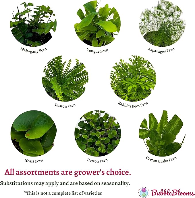 BubbleBlooms Fern Variety Assortment, 6 Different Ferns in 2 inch pots Tiny Mini Pixie Plants