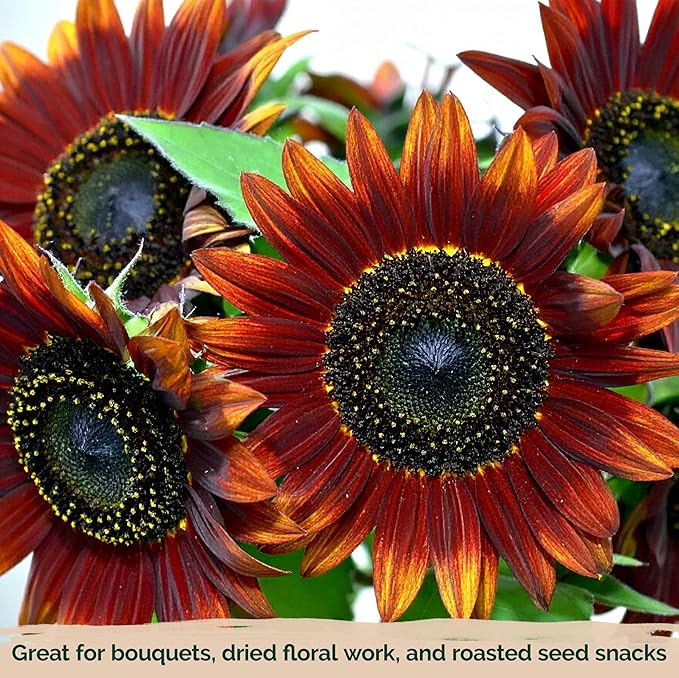 KVITER 75 Chocolate Cherry Sunflower Seeds to Plant (Helianthus annuus) – Heirloom Seed Non GMO Organic Sunflowers Variety, Long Vase-Life Blooms – Flower Seeds for Planting in Home Garden