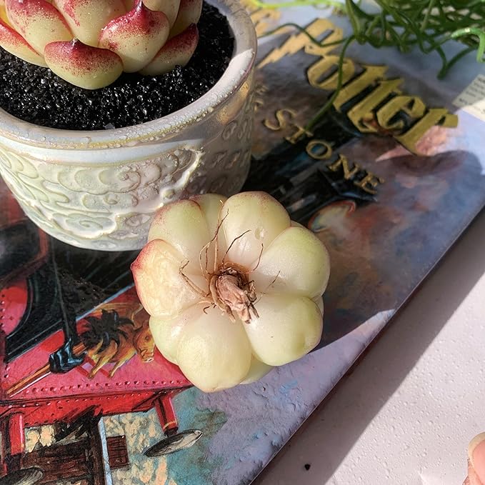 Echeveria Moon Stone Rare Live Succulent Plants, 1 Head 2.5" Bare Root Without Pot & Soil, Garden Indoor Office Desk Baby Shower Decoration, Friend Plant Lovers Gifts