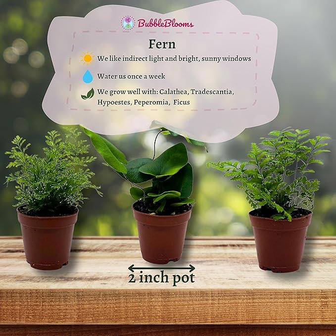 BubbleBlooms Fern Variety Assortment, 6 Different Ferns in 2 inch pots Tiny Mini Pixie Plants