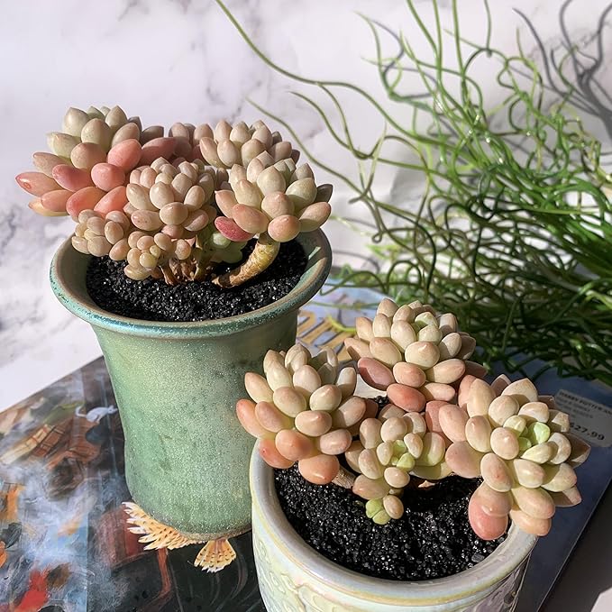 Sedum Caviar Rare Live Succulent Plants, Cluster 3.5" Bare Root Without Pot & Soil, Garden Indoor Office Desk Baby Shower Decoration, Friend Plant Lovers Gifts