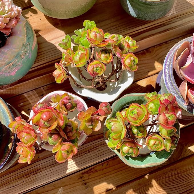 Aeonium saundersii Pinheads Rare Live Succulent Plants, Pink Cluster 3.5" Live Plant, Package Without Pot Soil, Garden Indoor Office Desk Wedding Party Baby Shower Decoration, Friend Plant Lovers Gift