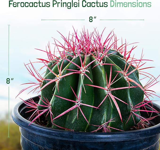Cactus Outlet - Ferocactus Pringlei - Barrel Cactus - Live Cactus Plants - Barrel Cactus Plants Live - Landscape Ready Barrel Cactus Plants Live Delivered Right to Your Door - Live Plants Outdoor