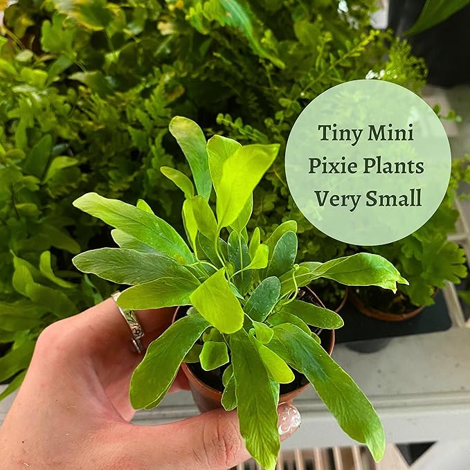 BubbleBlooms Fern Variety Assortment, 6 Different Ferns in 2 inch pots Tiny Mini Pixie Plants