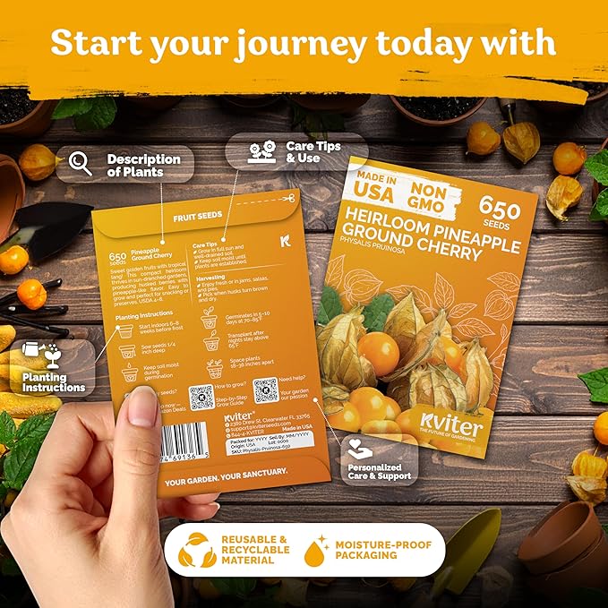 KVITER 650 Aunt Molly Ground Cherry Seeds for Planting (Physalis pruinosa) – Non GMO & Heirloom Pineapple Ground Husk Cherry Tomatoes, Organic Fruit Seeds – Tropical Flavor Berries