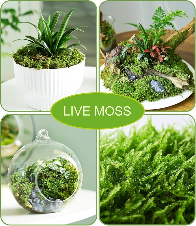 Real Live Moss – 4 Types Live Moss for Terrariums, Fairy Gardens, Reptile Habitats & Mini Landscapes | Revives in 5 Minutes with Water Mist, Soft Green Texture, Easy to Grow (4-Pack, 3.5”x7”)