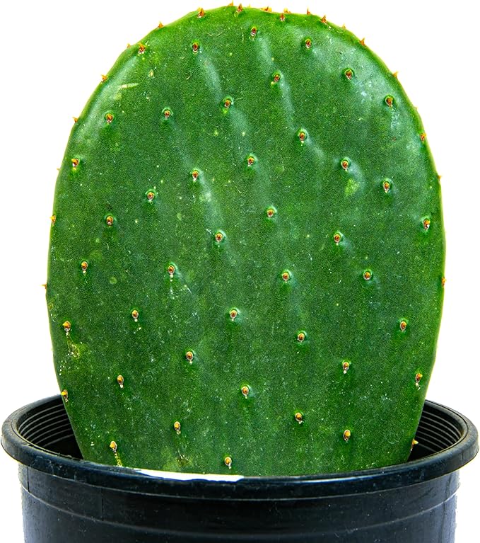 Cactus Outlet - Nopal Prickly Pear Cactus Plants Live - Live Cactus Plants - Nopal Cactus Plant Live - Prickly Pear Plant Live - Landscape Ready Cactus Plants Live Delivered Right to Your Door