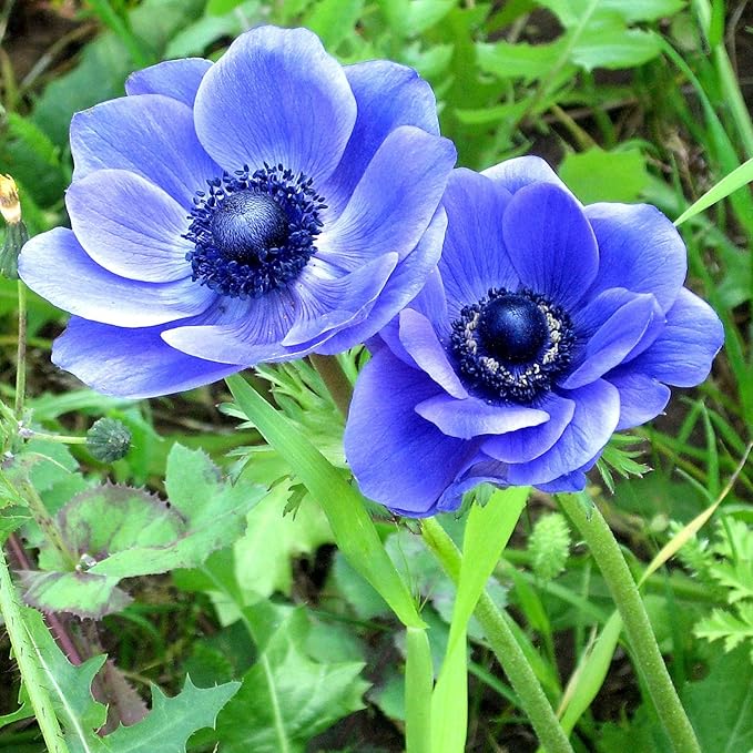 Easy to Grow Anemone 'Blue Poppy' Plant Bulbs (20 Pack) - Blue-Violet Flowering Blooms in Spring Gardens
