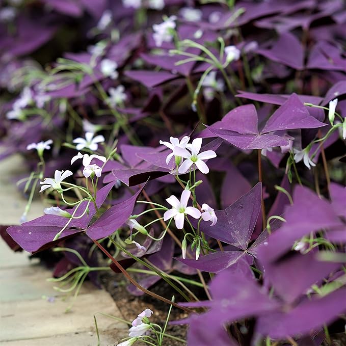 Easy to Grow Oxalis Triangularis Purple Shamrocks 20 Plant Bulbs - Dark Purple Foliage & Light Pink Flowers Indoor or Outdoor Zones 6-10