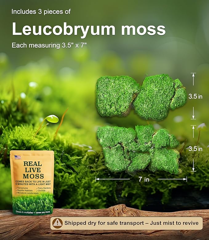 Live Moss – Leucobryum Moss (2 Sheets, Each Approx. 3.5"x7") for Terrariums, Bonsai, Potted Plants & Natural Moss Art – Cushion-Style Texture, Naturally Grown, Reusable, Not Artificial