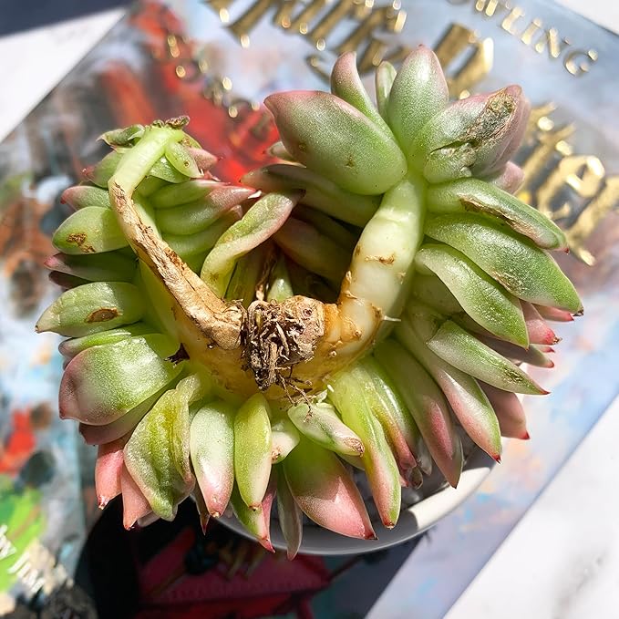 Echeveria Ek Soul Variegated Crested Rare Live Succulent Plants, 3.5" Bare Root Without Pot & Soil, Garden Indoor Office Desk Baby Shower Decoration, Friend Plant Lovers Gifts