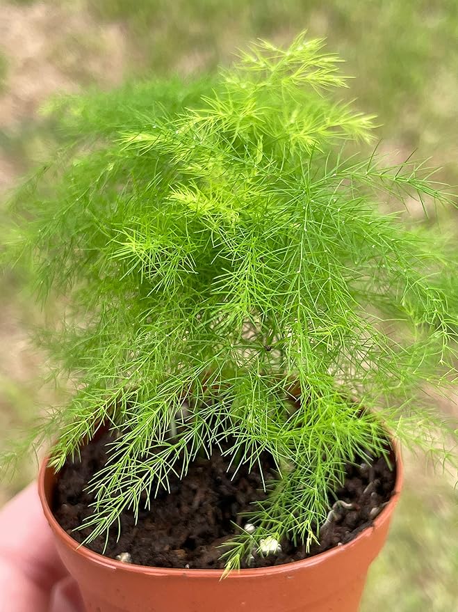 BubbleBlooms Asparagus Fern, Asparagus setaceus, Feathery Soft Tiny Leaf Plant, Live in a 2 inch Pot by BubbleBlooms