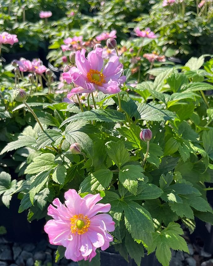 Perennial Farm Anemone x Hybrida Fantasy™ 'Pocahontas' – Live Windflower in #1 Container, Semi-Double Pink Blooms, Compact, Long Blooming, Deer Resistant, Ideal for Borders & Pollinator Gardens