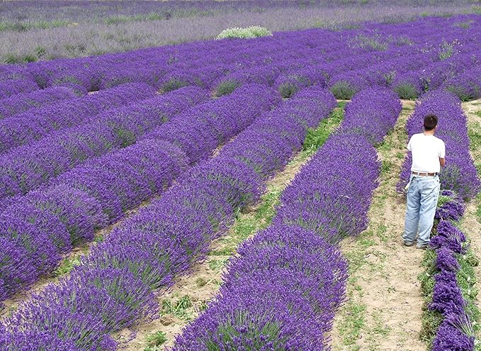 L+ Findlavender Lavender x Intermedia Phenomenal (4" Size Pots, Bee Friendly, Evergreen, 8 Live Plants)