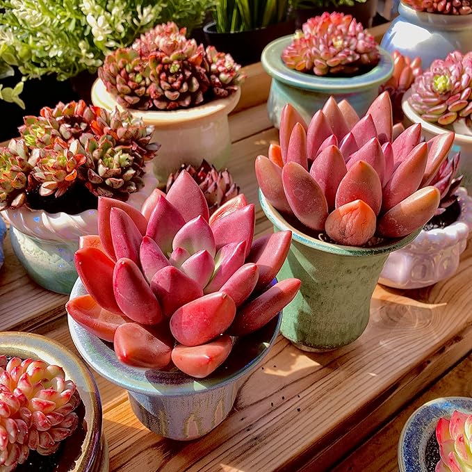 Graptoveria Ruby Donna Rare Live Succulent Plants, Mini Pink 1 Head 2" Live Plant, Package Without Pot & Soil, Garden Indoor Office Desk Wedding Party Baby Shower Decoration, Friend Plant Lovers Gifts