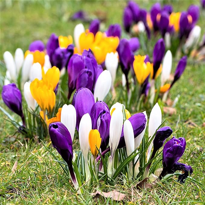 Easy to Grow Crocus Large Flowering Mix 60 Plant Bulbs - Violet, Yellow, & White Flowers in Early Spring, Full Sun Outdoor Zones 3-8