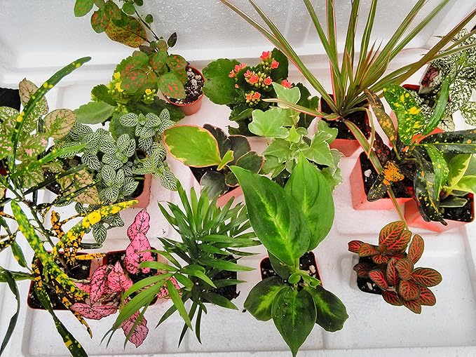 Terrarium & Fairy Garden Plants - 5 Plants in 2.5 (Is Approximately 4 to 6 Inches Height of the Plant)