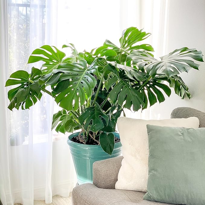 United Nursery Monstera Deliciosa – Swiss Cheese Plant in 10” Grower Pot – 24–28 Inches Tall – Tropical Air-Purifying Indoor Plant with Split Leaves – Easy-Care Greenery for Home or Office