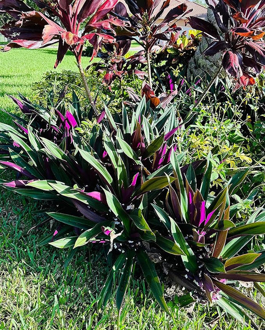 ONE Outdoor Live Plant- Oyster Plant Purple & Green - Grows to Medium Height Outdoor Plant- Young Small Plant